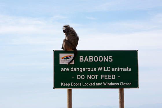 Baboon warning sign in Cape Town, South Africa, illustrating the variety of animals on road signs in different cultures. (Image © Micky Wiswedel)