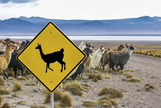 Llama and Vicuña crossing sign in the highlands of Bolivia with the corresponding animals crossing behind it, illustrating how road signs vary in different cultures. (Image © javarman3)