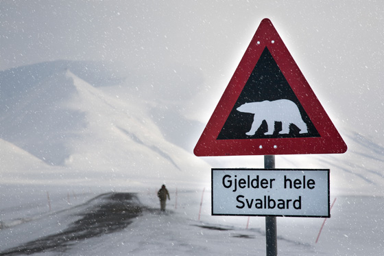 Polar bear crossing sign on a snow-covered road in Norway, illustrating how animals vary on road signs in different countries. (Image © Avatar_023)