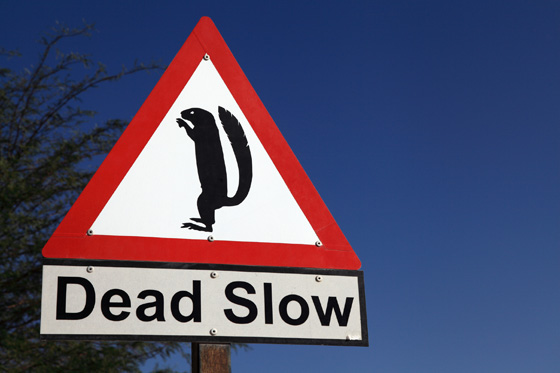 Ground squirrel crossing sign with a "Dead Slow" notice in Namibia, illustrating the variety of animals on road signs in different cultures. (Image © namibelephant)