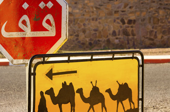 Stop sign and camel crossing directional sign toward the Sahara desert in Morocco, illustrating the variety of animals on road signs in different cultures. (Image © Jann Huizenga)