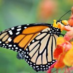 Mexico in March—Monarch Butterflies Take Wing