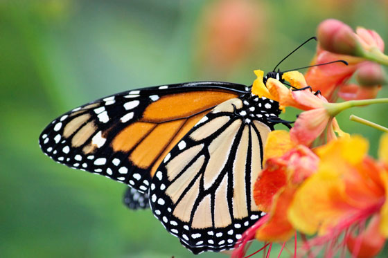 Monarch butterfly sipping nectar from a wildflower, illustrating the need for global citizens to work for monarch conservation. (Image © Rafael Cespedes / iStock)