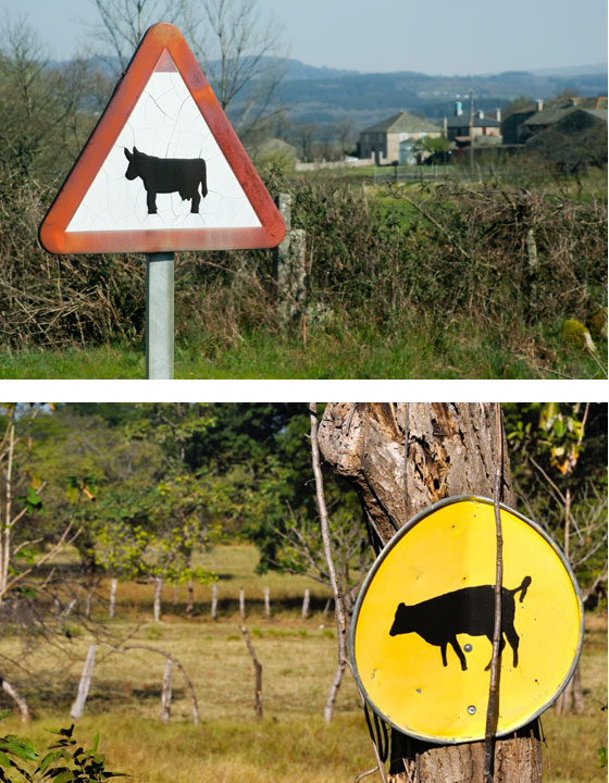 Two road signs warning of cattle crossings, the top by a road in Spain and the bottom by a road in Costa Rica, illustrating how different cultures depict the same animal on road signs. [Image © percds (top) and © Sheron Long (bottom)]