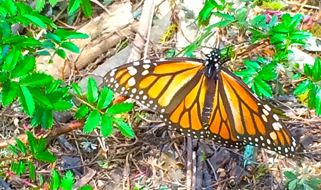 Monarch butterfly showing off its wing span, a sight that global citizens work to protect. (Image © Carol Starr)