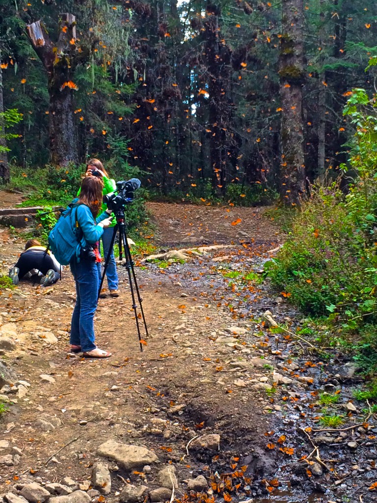 Students photographing monarch butterflies at their winter home in central Mexico, illustrating the impact that global citizens can have against the threats to the monarch butterfly. (Image © Carol Starr)