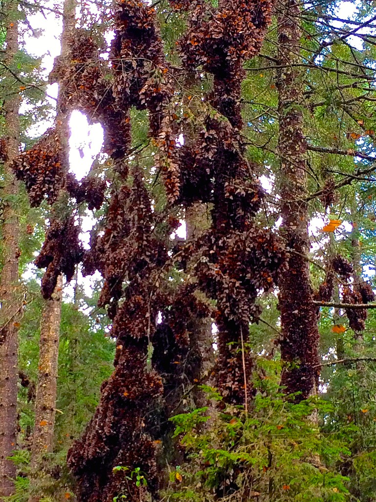 Thousands of monarch butterflies hanging in clusters from oyamel trees, a sight that global citizens work to protect. (Image © Carol Starr)