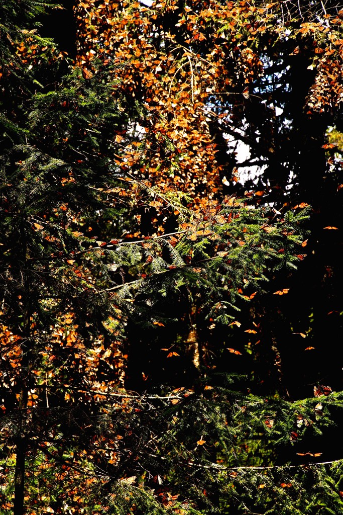 Monarch butterflies in oyamel trees, a type of fir on which they depend for survival, illustrating the need for forest conservation by global citizens. (Image © Carol Starr)  