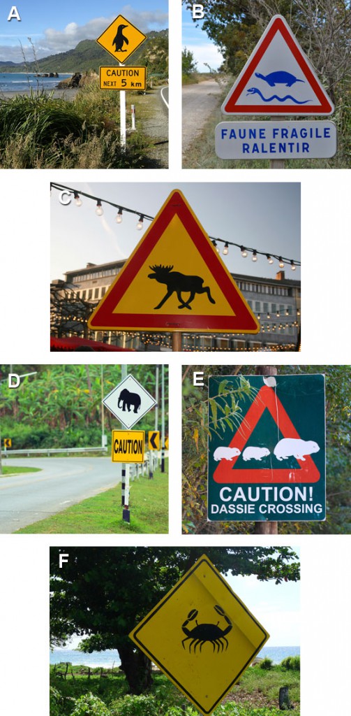 Warning signs for animal crossings---penguins, turtles and snakes, moose, elephants, daisies, and crabs, all illustrating how different cultures represent animals on road signs. (Images---A: © Oralleff / B: © Sheron Long / C: © Andreas Weber / D: © Tim Arbaev / E: © David Callan / F: © Steve B Photography