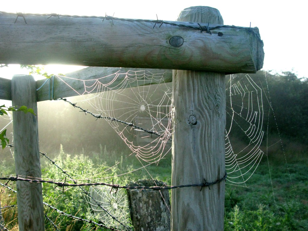 Out of focus landscape seen through a fence post with clear spider web along the Camino de Santiago, a route undertaken by many with different kinds of travel inspiration. (Image © Eva Boynton) 