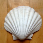 A scallop shell, like the symbol for the Camino de Santiago, a route taken by pilgrims following their unique kinds of travel inspiration.  (Image ©  )