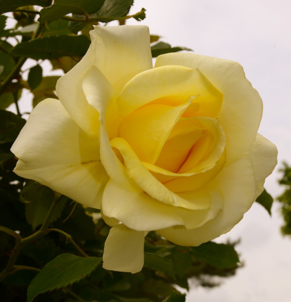 A yellow rose, a metaphor for the penguin parade wanderlust and the ability to stop and smell the roses. (Image © Meredith Mullins.)