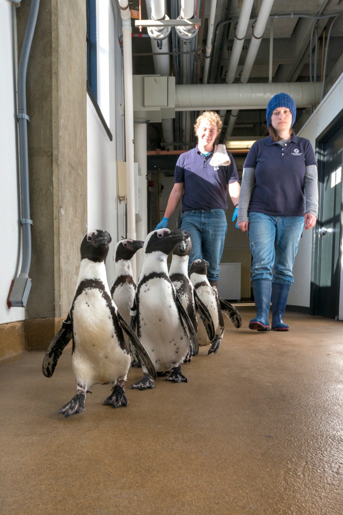 African blackfooted penguins and aquarium workers on a penguin parade, showing the birds' penchant for wanderlust. (Image © Monterey Bay Aquarium.)