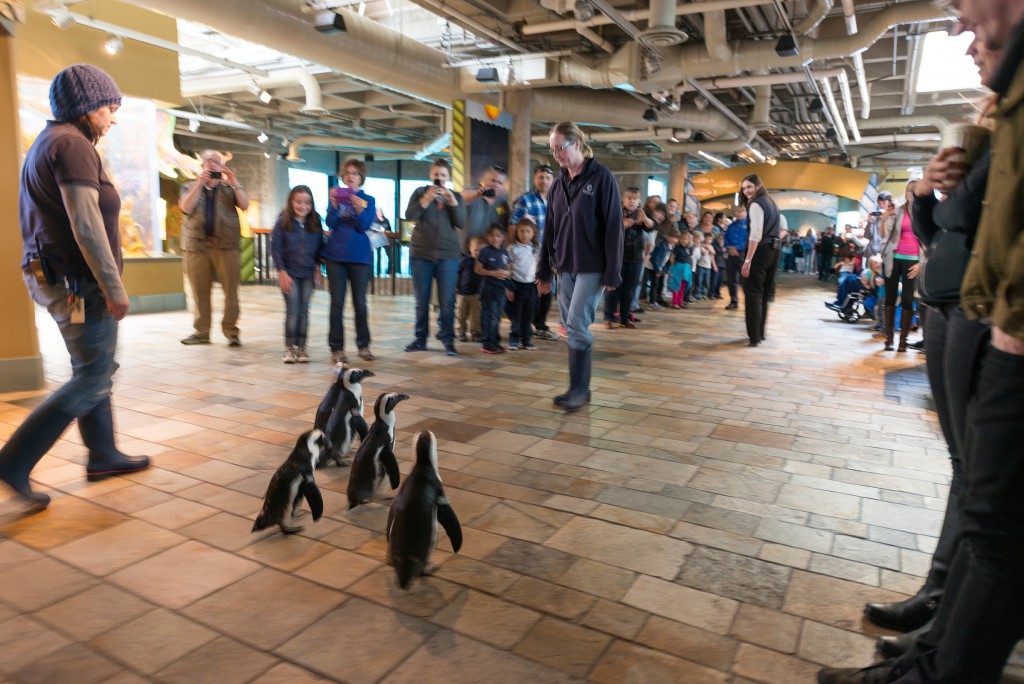 Monterey Bay Aquarium penguin parade, showing the wanderlust nature of these African blackfooted penguins. (Image G Monterey Bay Aquarium/Photo by Randy Wilder.)
