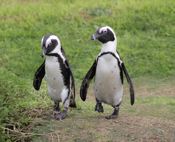 Two African blackfooted penguins on a penguin parade down a dirt path, showing their penchant for wanderlust. (Image © iStock.)