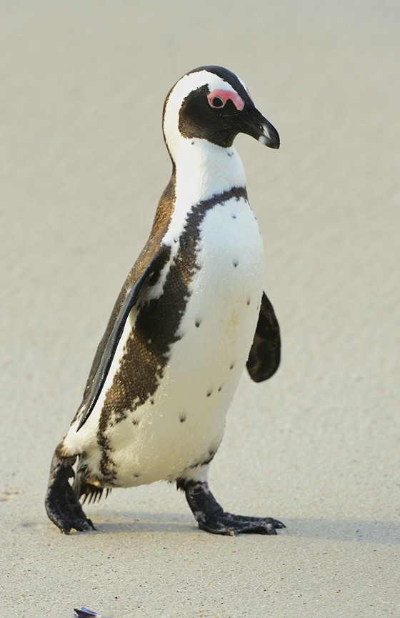 Single African blackfooted penguin showing his wanderlust iin a penguin parade. (Image © iStock.)