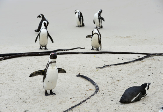 African blackfooted penguins at the beach, showing their wanderlust and penchant for a penguin parade. (Image © iStock.)