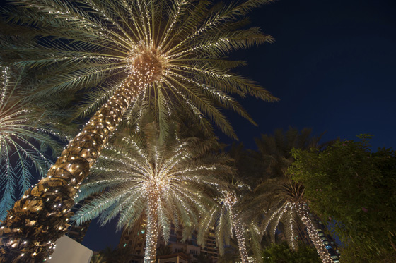 Palm trees with holiday lights, one of the holiday traditions that shows cultural differences. (Image © Timonko/iStock.)
