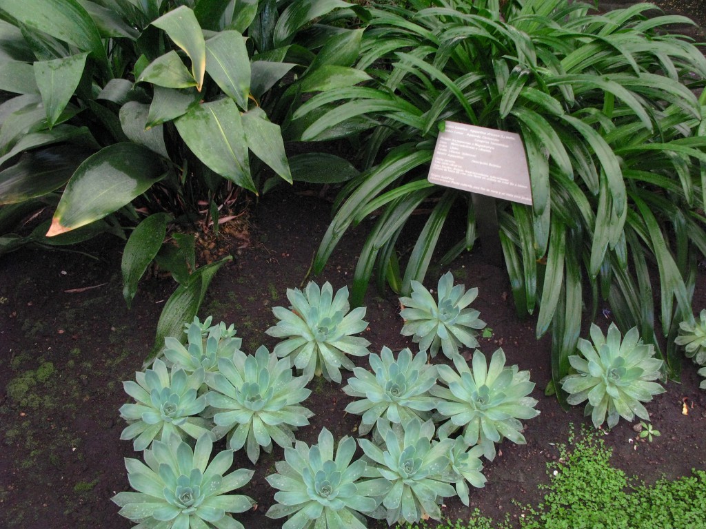 Plants growing in Cosmovitral, a botanical garden and traveler's oasis in Toluca, Mexico. (image © Eva Boynton)