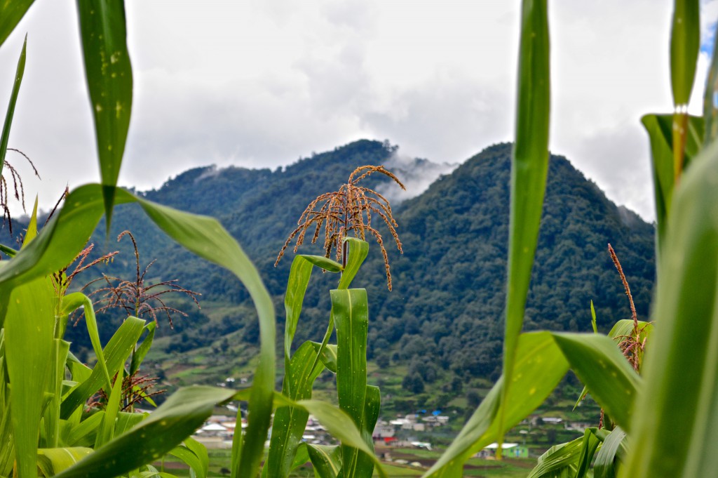 Mountains with corn plant growing in the foreground, showing an ingredient for making corn tortillas, a food still connected today to Mexico's cultural heritage and traditions. (Image © Gabriela Díaz Cortez)