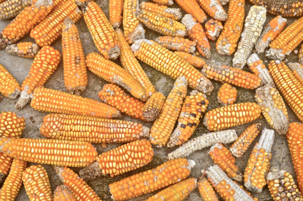 Spread out on the floor, a pile of indigenous corn is ready for use in making corn tortillas, a food connected to Mexico's cultural heritage and traditions. (Image © Gabriela Díaz Cortez)