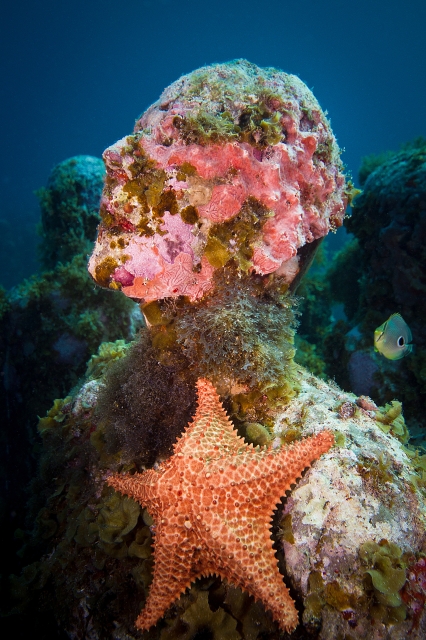 A sculpture covered in sea sponges, coral, algae and a sea star in the underwater museum of Jason deCaires Taylor, showing innovations by both artist and ocean. (Image © Jason deCaires Taylor).