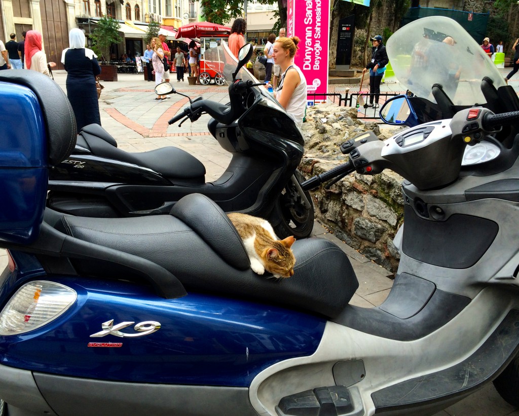 A cat napping on a parked motorcycle in Istanbul shows the extent of the city’s concern for stray cats and reflects the desire to preserve Turkish tradition and this aspect of Turkey's cultural heritage. (Image © Joyce McGreevy)