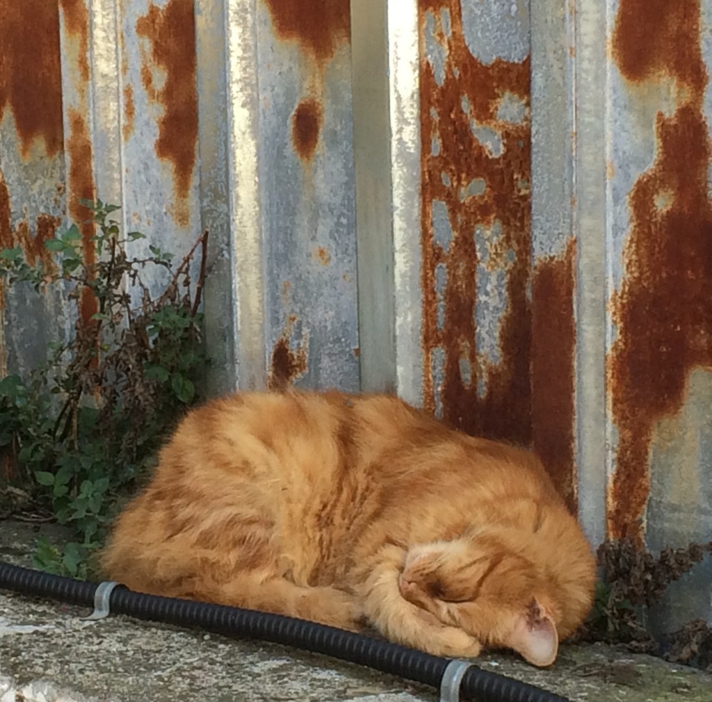 A street cat blends in with its environment in Istanbul, where cats have become a Turkish tradition and part of its cultural heritage. (Image © Joyce McGreevy)