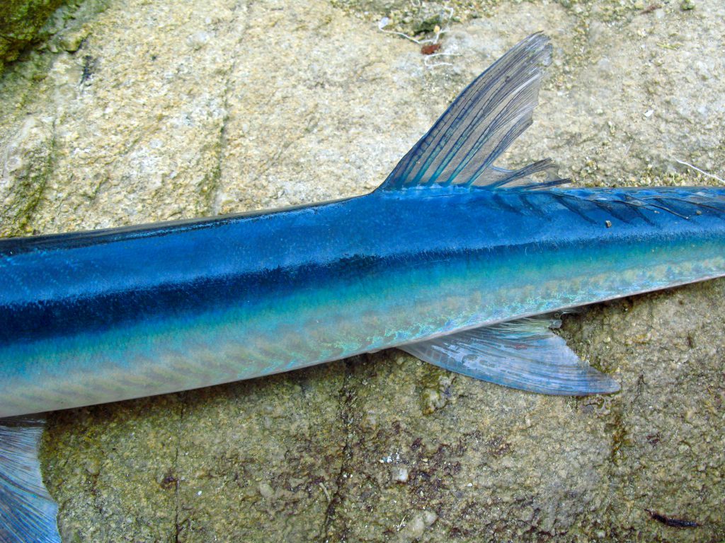 The tail of a fish, symbolizing the fishing lessons that provided the writer an authentic cultural experience in Mexico. (image © Eva Boynton)