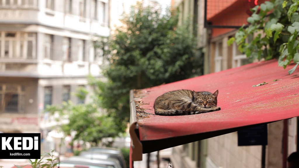 A cat sleeps on an awning in Nine Lives: Cats in Istanbul (Kedi), a film documentary that reflects a creative effort to preserve Turkish tradition and this aspect of Turkey's cultural heritage. (Image © Termite Films)