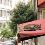 The Street Cats of Istanbul