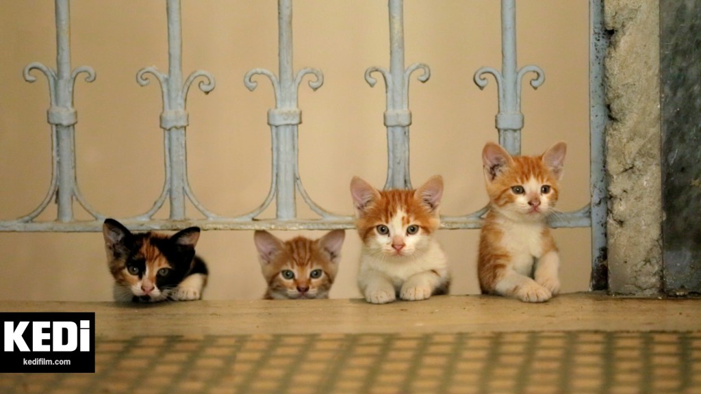 Kittens seen in a still from the documentary Nine Lives: Cats in Istanbul (Kedi) reflects a creative effort to protect a Turkish tradition and preserve this aspect of Turkey's cultural heritage. (Image © Termite Films)