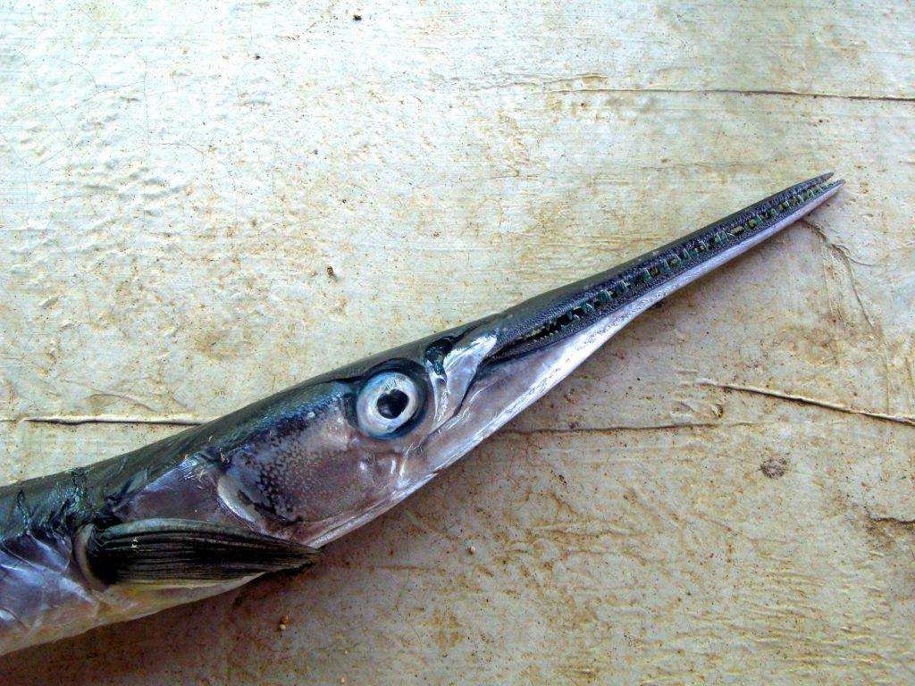 The head of a fish caught during an authentic cultural experience in which local fishermen offered the writer fishing lessons in Mexico. (image © Eva Boynton)