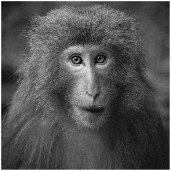 Yakushima Macaque, photography showing Japanese traditions and reverence for nature. (Image © Antonin Borgeaud.)