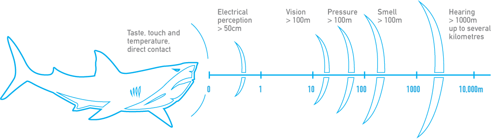 An illustration of how sharks sense their prey, showing the danger to surfers and why creative thinkers invented shark repellent (image © Shark Shield). 