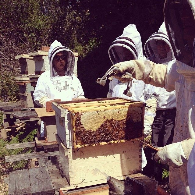 A bee hive with beekeepers harvesting, showing the WWOOF education of a global citizen (image © Lizzy Eichorn).