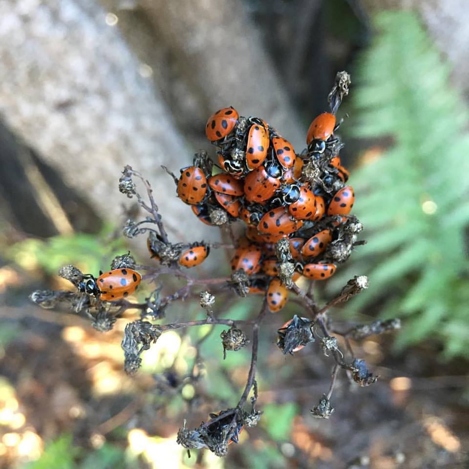Ladybugs on a plant at a WWOOF farm lead to insights that develop a global citizen. (image © Lizzy Eichorn)