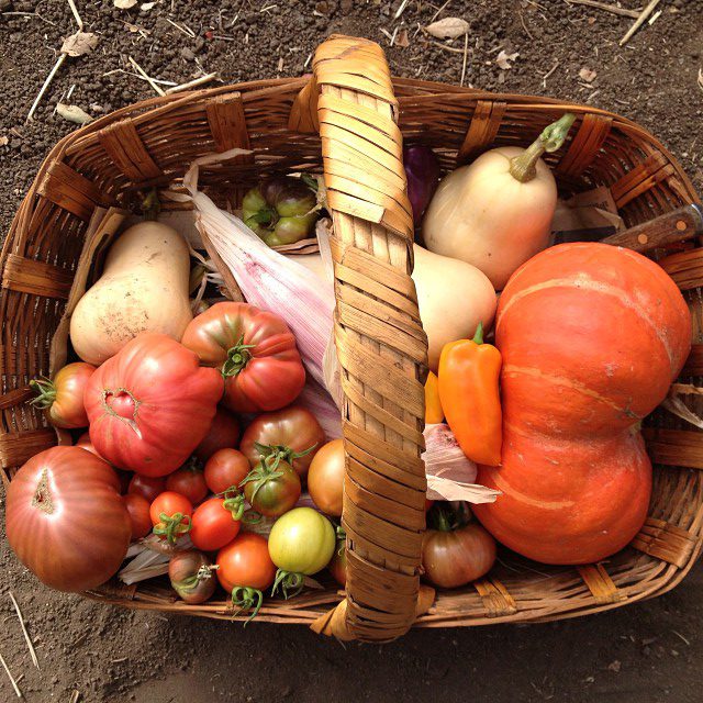 A basket full of fruit and vegetables from a WWOOF farm provides an education for a global citizen (image © Lizzy Eichorn)