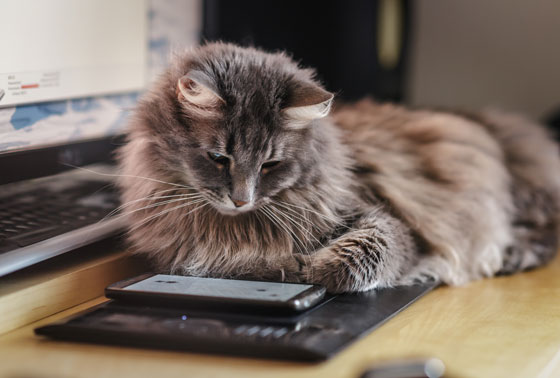 cat texting, showing the language of social media and changing cultures. (Image © Leo Kostik/iStock.)