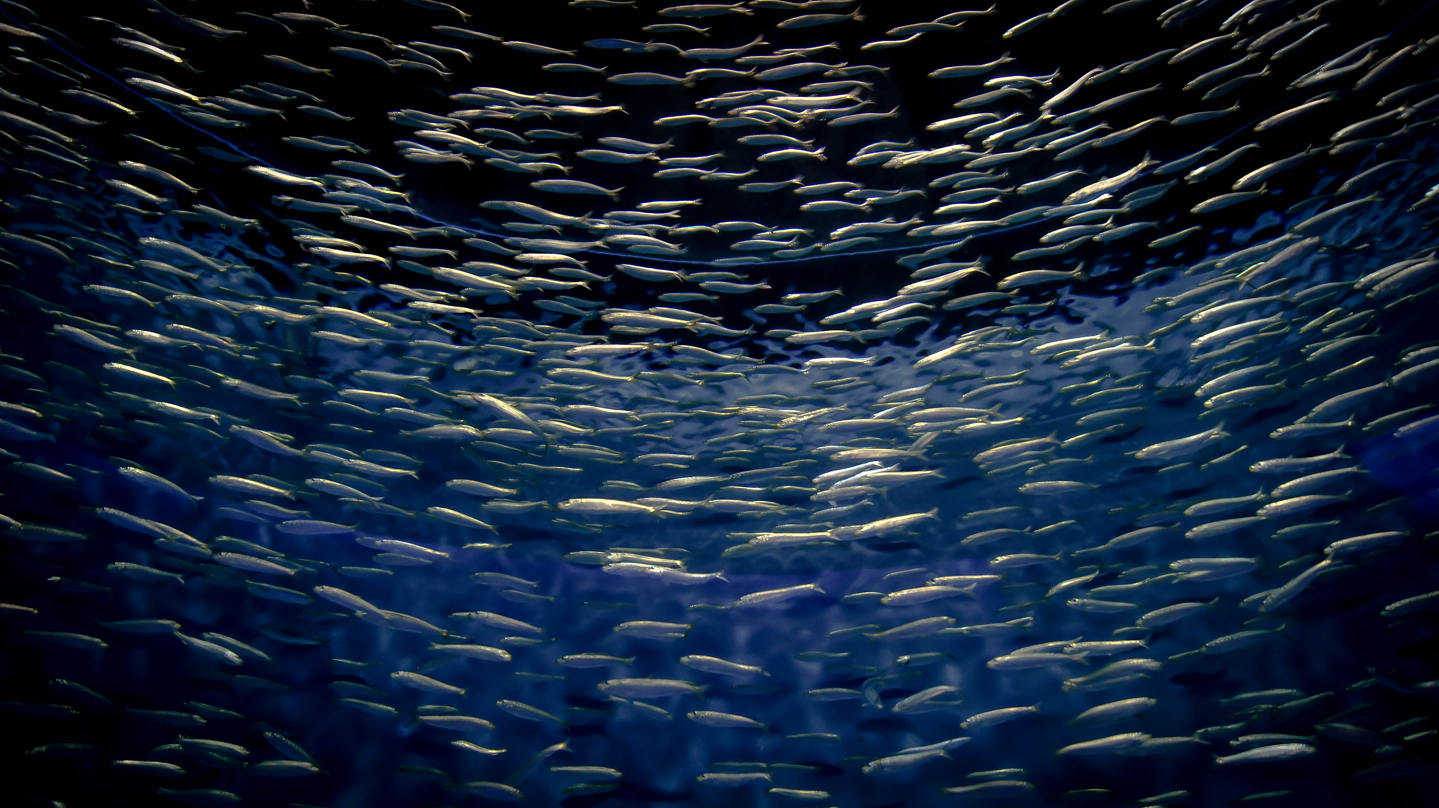 Pacific sardines swimming in a ceiling tank at the Monterey Bay Aquarium, illustrating awe-inspiring worlds (image © Sam Anaya A.).