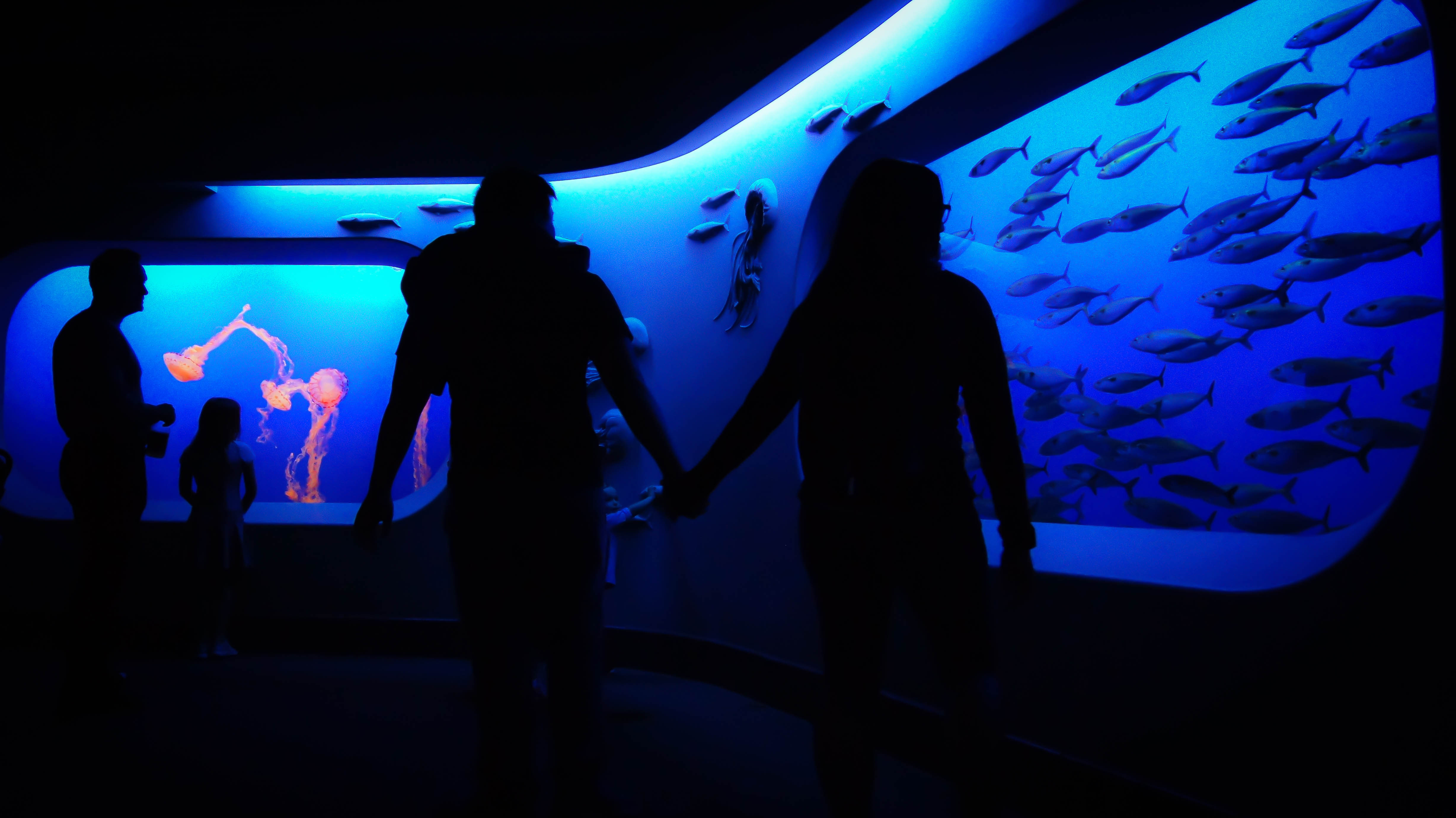 Silhouettes of people visiting the Monterey Bay Aquarium, showing the awe-inspiring experiences from two sides of the glass (image © Sam Anaya A.).