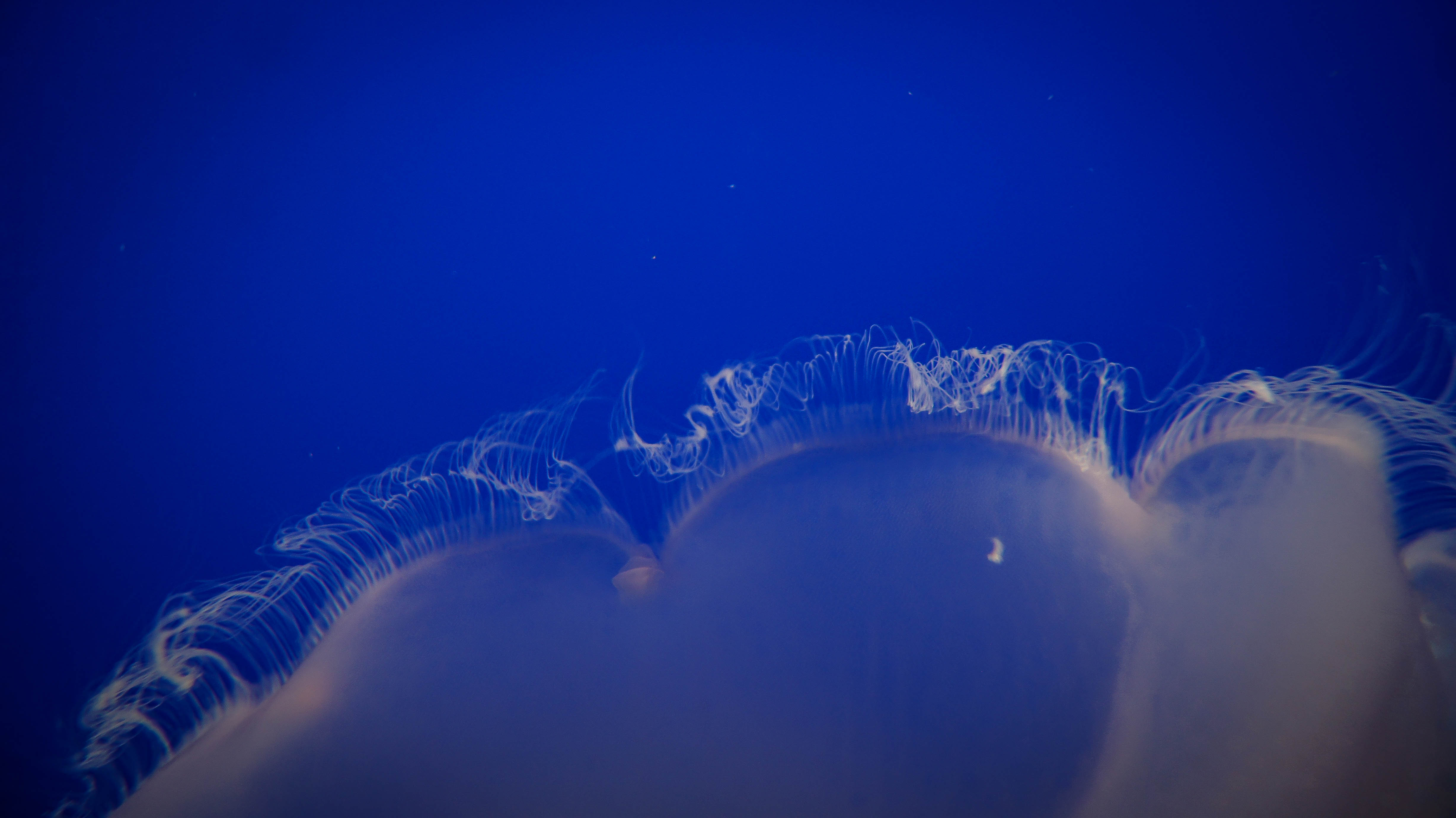A moon jelly at the Monterey Bay Aquarium, showing how awe-inspiring moments can be collected when visiting another world (image © Sam Anaya A.).