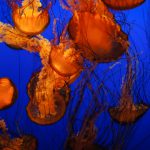 The Awe-Inspiring Monterey Bay Aquarium