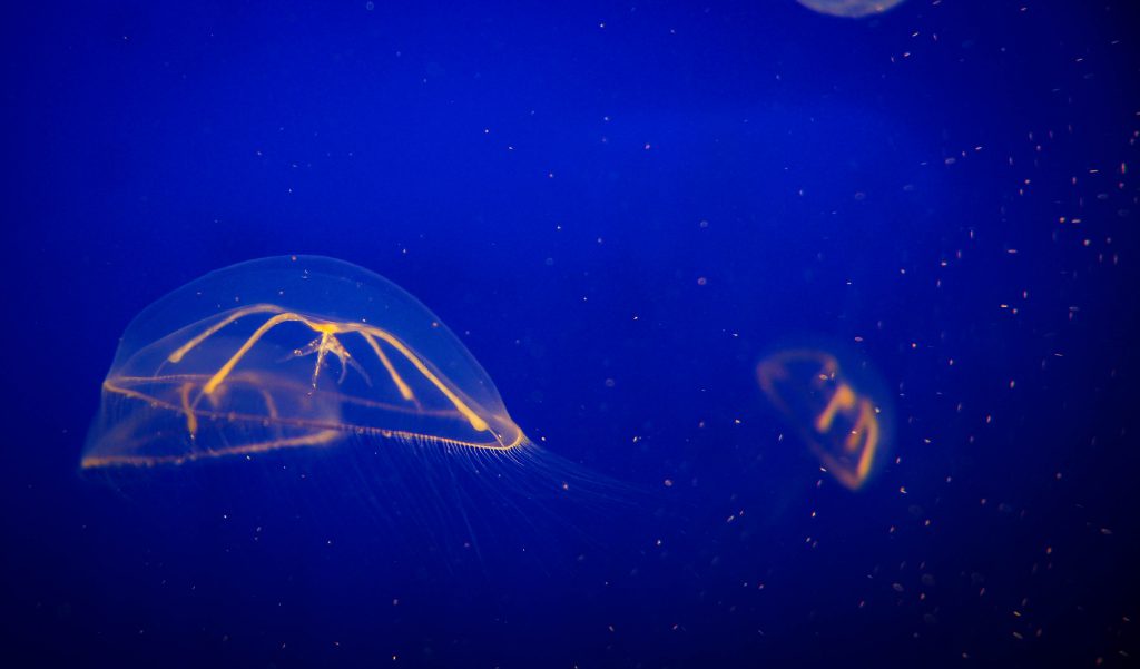 A tiny jelly at the Monterey Bay Aquarium, showing the awe-inspiring moments from a world that resembles outer space (image © Sam Anaya A.).