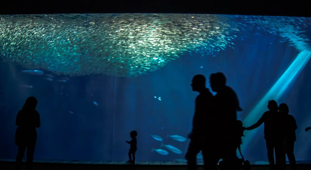 An open ocean exhibit with the silhouettes of visitors in front at the Monterey Bay Aquarium, showing what kind of awe-inspiring connections made to an underwater world (image © Sam Anaya A.).
