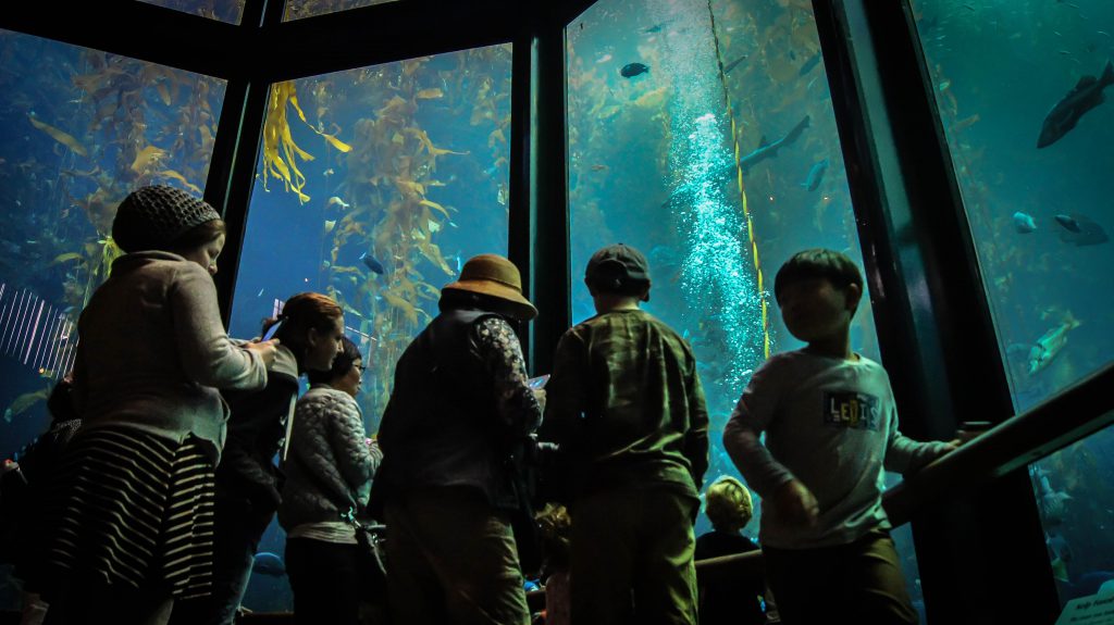 Visitors in front of the kelp forest exhibit at the Monterey Bay Aquarium, showing an awe-inspiring interaction between worlds (image © Sam Anaya A.).