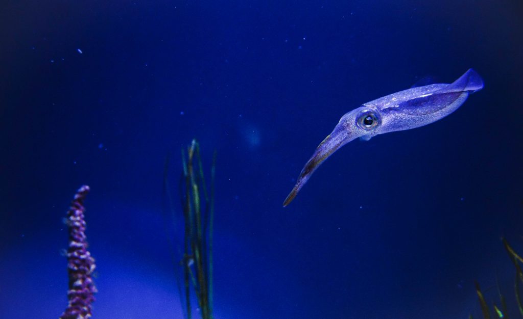 A squid swimming in an exhibit at the Monterey Bay Aquarium, showing what kind of awe-inspiring moments that take place in a different kind of world (image © Sam Anaya A.).
