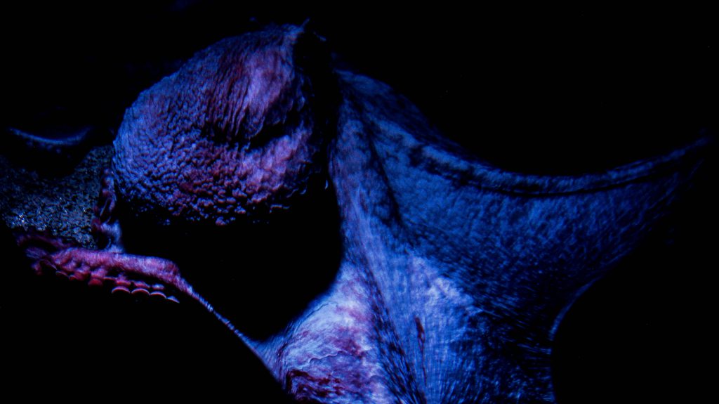 A pacific octopus changes colors in the Monterey Bay Aquarium, showing an awe-inspiring creature from another world (image © Sam Anaya A.).