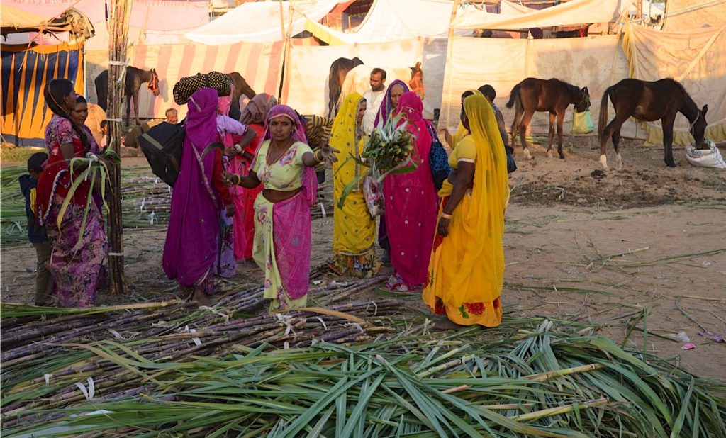 Livestock food sellers at the Pushkar Camel Fair in Rajasthan, India, a place for travel adventures. (Image © Meredith Mullins.)