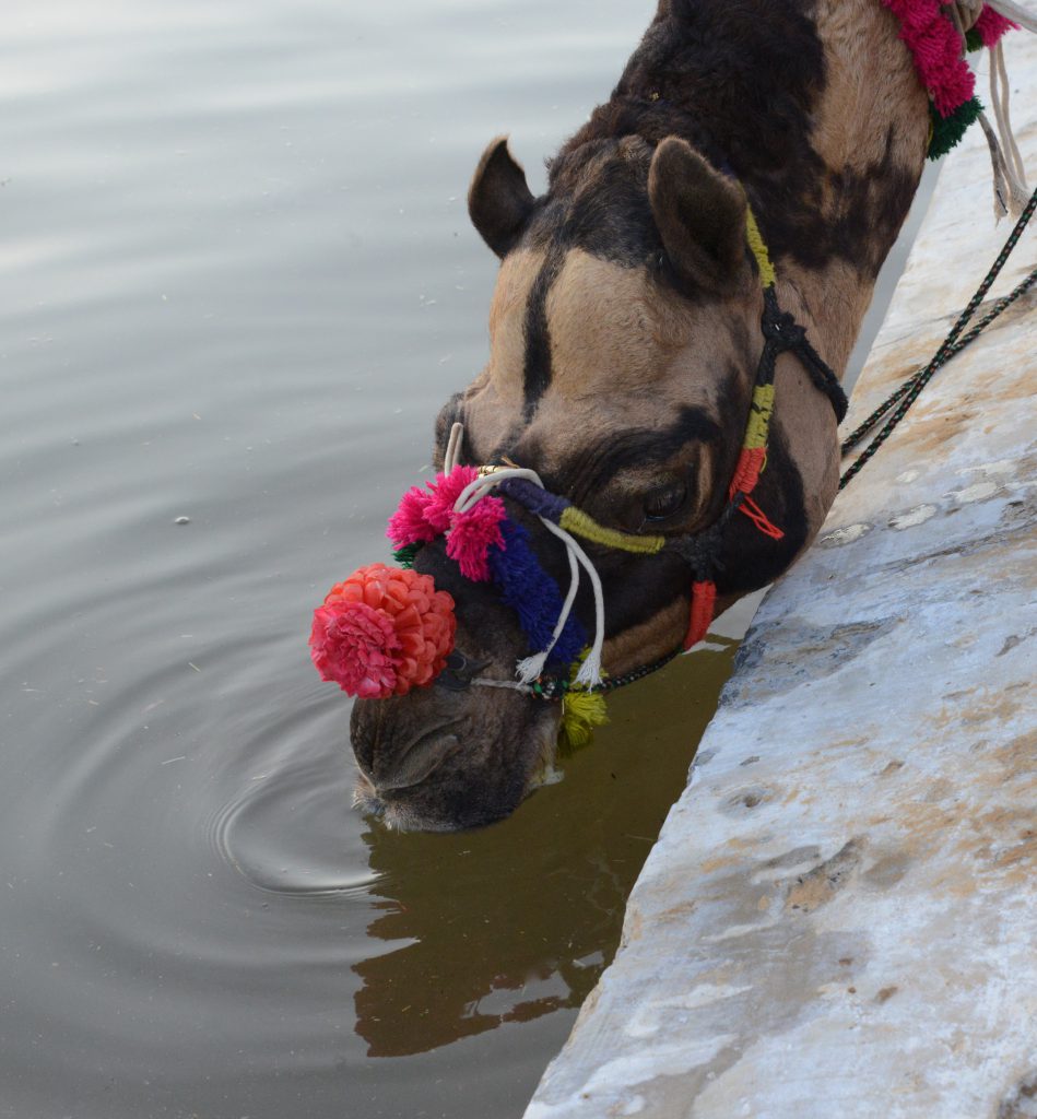 Camel at watering hole at the Pushkar Camel Fair in Rajasthan, India, a place for travel adventures. (Image © Meredith Mullins.)